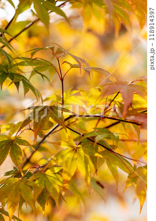 Close-up of yellow autumn leaves illuminated by soft warm light, showing the beauty of seasonal Close-up of yellow autumn leaves illuminated by soft warm light, showing the beauty of seasonal 118914397