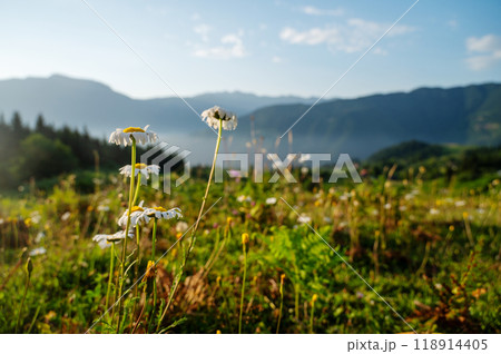 Beautiful landscape with mountains, flowers and a valley at sunset with blue sky and clouds. Beautiful landscape with mountains, flowers and a valley at sunset with blue sky and clouds. 118914405