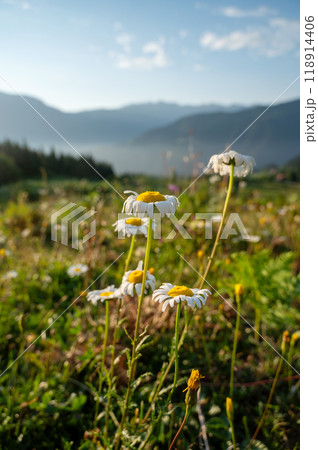 Beautiful landscape with mountains, flowers and a valley at sunset with blue sky and clouds. Beautiful landscape with mountains, flowers and a valley at sunset with blue sky and clouds. 118914406