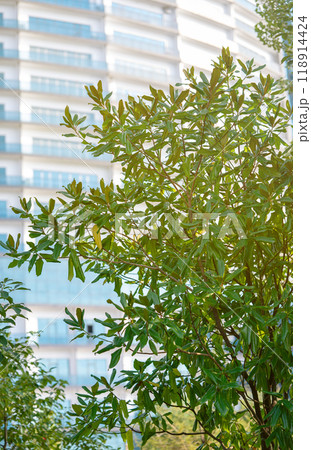 View of a modern high-rise building with glass balconies with a tree in the foreground.  118914424