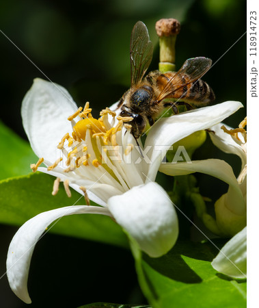 Pollinating bee among lemon blossoms. Animals, insects. Pollinating bee among lemon blossoms. Animals, insects. 118914723