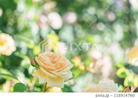 花壇に咲く淡い黄色い薔薇 花壇に咲く淡い黄色い薔薇 118914760