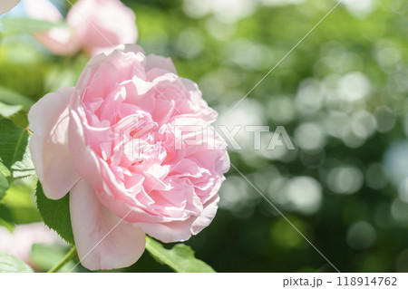 花壇に咲く淡いピンクの薔薇 118914762