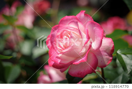 花壇に咲く花びらの縁がピンク色のバラ花壇に咲く花びらの縁がピンク色のバラ 花壇に咲く花びらの縁がピンク色のバラ花壇に咲く花びらの縁がピンク色のバラ 118914770