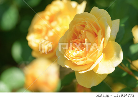花壇に咲く黄色い薔薇 118914772