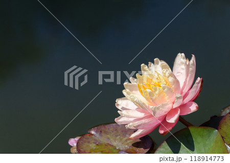 池に咲く薄いピンク色の睡蓮の花 池に咲く薄いピンク色の睡蓮の花 118914773