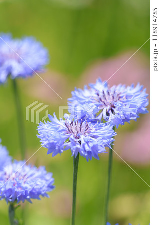 青いヤグルマギクの花 118914785