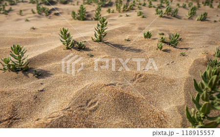 Beach sand with small plants and bird tracks in close-up. Sand dunes on a sunny summer day Beach sand with small plants and bird tracks in close-up. Sand dunes on a sunny summer day 118915557