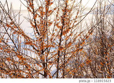 A bush with frozen sea buckthorn on the shore of a snow-covered lake on a winter day A bush with frozen sea buckthorn on the shore of a snow-covered lake on a winter day 118915823