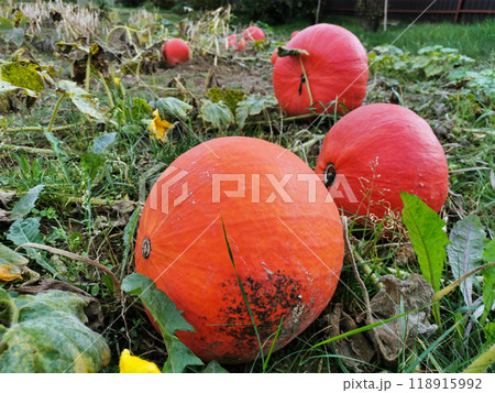 A field of pumpkins for Halloween, All Saints' Day and Thanksgiving. Orange pumpkin for decoration. The decor for the holiday. Ripe autumn harvest. Squash Farm 118915992