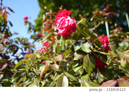 赤い薔薇 赤い薔薇 118916122