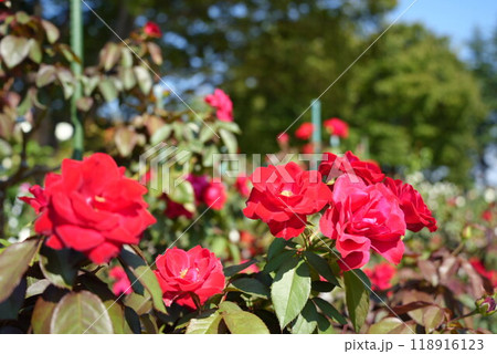 赤いバラ 赤いバラ 118916123