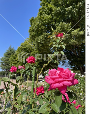 赤いバラ 118916183