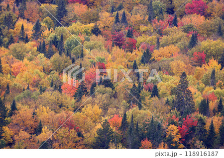 Aerial view of autumn leaf color background in Mont Tremblant National Park, Quebec Aerial view of autumn leaf color background in Mont Tremblant National Park, Quebec 118916187