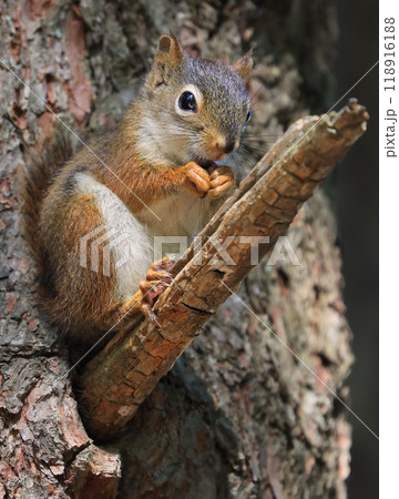 Perched red squirrel on the tree trunk with blur background, Canada Perched red squirrel on the tree trunk with blur background, Canada 118916188