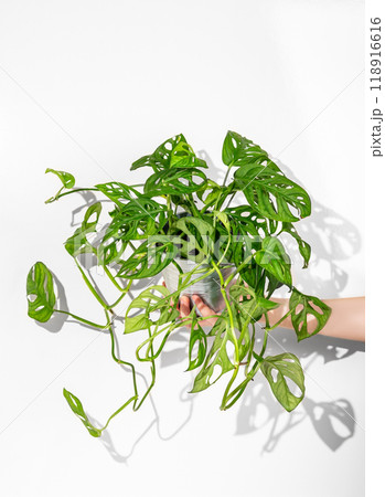 Hand hold home plant monstera in a  pot on a white isolated background. 118916616