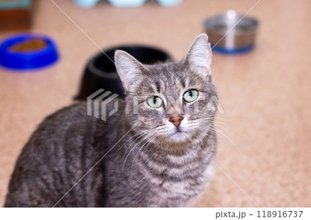 A gray cat with striking green eyes is intently looking right at the camera A gray cat with striking green eyes is intently looking right at the camera 118916737