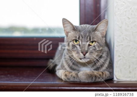 A cat rests on a window sill, curiously gazing at the camera A cat rests on a window sill, curiously gazing at the camera 118916738