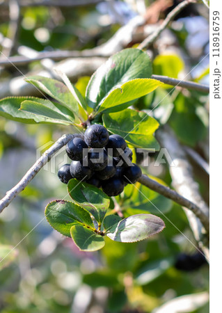 A collection of juicy black berries hanging delicately from a tree branch 118916759