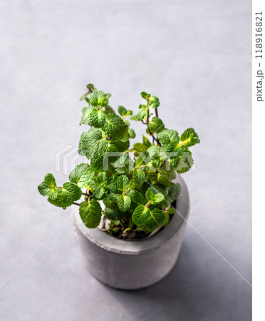 Fresh mint in a ceramic pot on a light background. 118916821