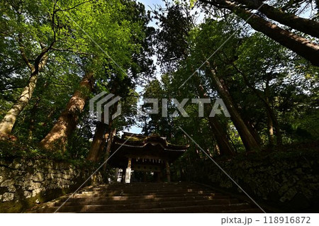 新緑の大神山神社 新緑の大神山神社 118916872
