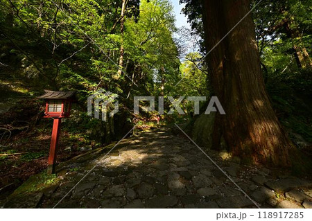 新緑の大神山神社 118917285