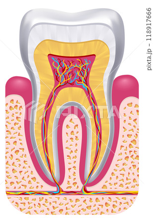 Tooth anatomy. Dental structure. Educational medical illustration 118917666