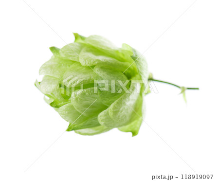 Fresh green hop isolated on white background. Organic Hop Flower. Clipping path. Fresh green hop isolated on white background. Organic Hop Flower. Clipping path. 118919097