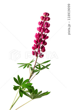 Red lupine flower isolated on white background. Bunch of colorful lupines, spring flower. Red lupine flower isolated on white background. Bunch of colorful lupines, spring flower. 118919099