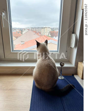 Siamese cat sits on a windowsill, gazing out at cityscape beyond the glass. Scene captures a moment of quiet contemplation as the feline observes world outside. Siamese cat sits on a windowsill, gazing out at cityscape beyond the glass. Scene captures a moment of quiet contemplation as the feline observes world outside. 118920367