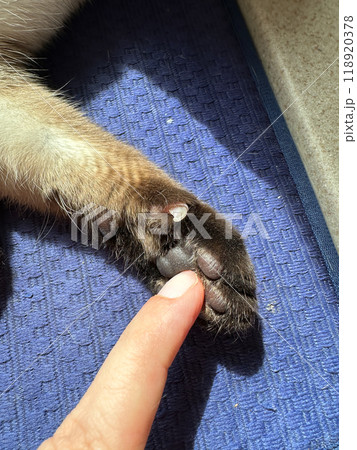 Close-up of a cat's paw resting on a textured blue mat in bright sunlight. the small details in the fur and surroundings capture the serene moment perfectly. 118920378