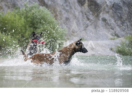 Two belgian mallinois shepherd dogs playing in the lake Two belgian mallinois shepherd dogs playing in the lake 118920508