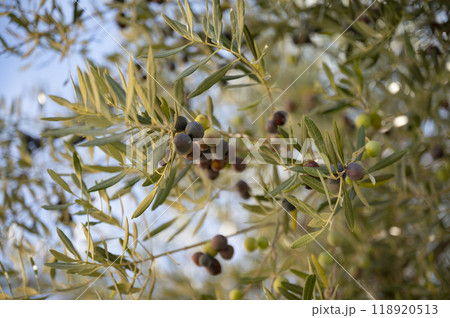 Black and green olives growing on an olive tree 118920513