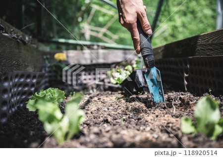Closeup view of female hand gardening 118920514
