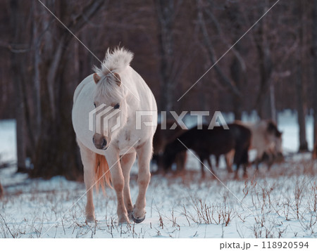 冬の道産子 118920594