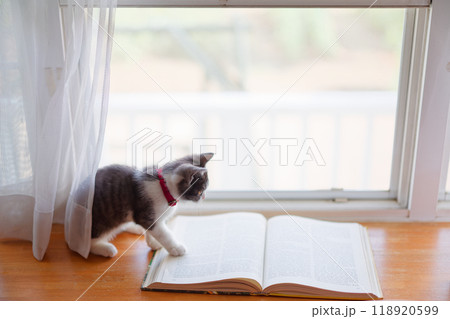 本と子猫 118920599