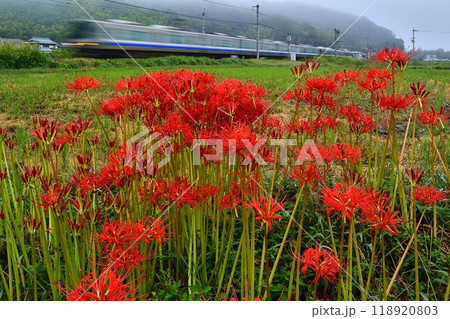 鉄道 列車 嵯峨野線 山陰本線  京都口 彼岸花 秋 田園 曼珠沙華 霧 丹波霧 京都 亀岡 鉄道 列車 嵯峨野線 山陰本線  京都口 彼岸花 秋 田園 曼珠沙華 霧 丹波霧 京都 亀岡 118920803