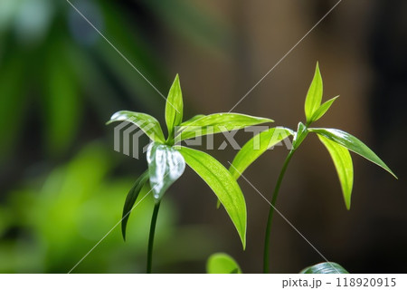 Lush green plants with elongated leaves thrive in a vibrant indoor garden setting 118920915