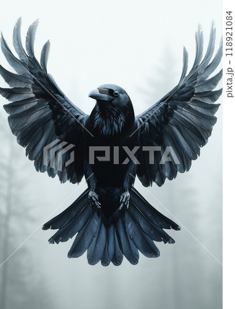 A black crow with its wings spread out in the air 118921084