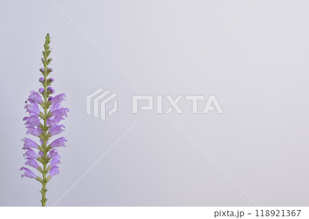 花虎の尾 118921367