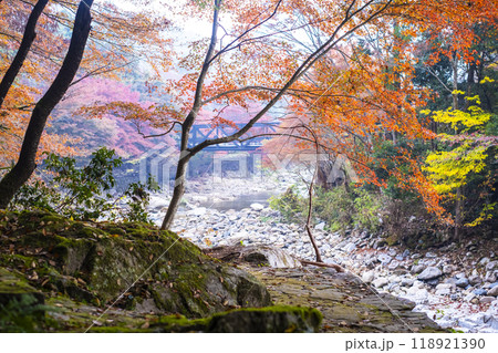 奥津渓の紅葉 奥津渓の紅葉 118921390