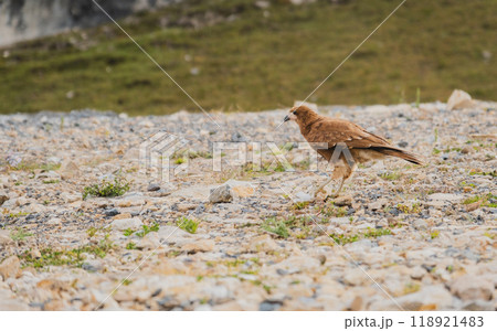A brown bird is walking on a rocky hillside, Juvenile mountain caracara -Phalcoboenus megalopterus- in Road to the Mountain range of the Viuda, Canta. Peru. 118921483