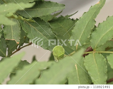 アゲハの幼虫 118921491