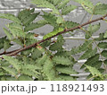 アゲハの幼虫 118921493