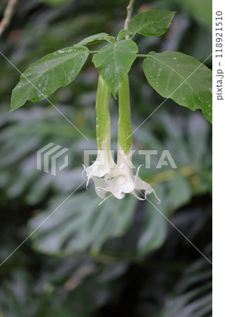 キダチチョウセンアサガオの花と雨雫 キダチチョウセンアサガオの花と雨雫 118921510