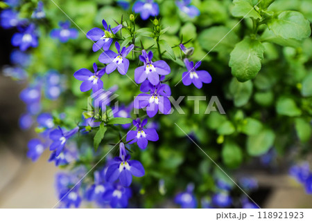 ルリミゾカクシ 118921923