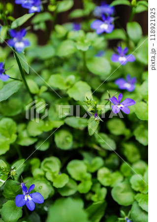 ルリミゾカクシ 118921925