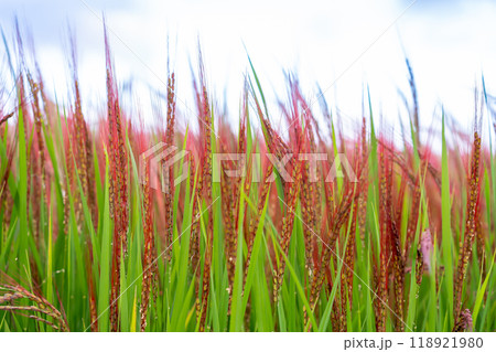 日本最古の米である赤米 118921980