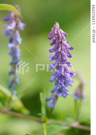 クサフジの花 クサフジの花 118922094