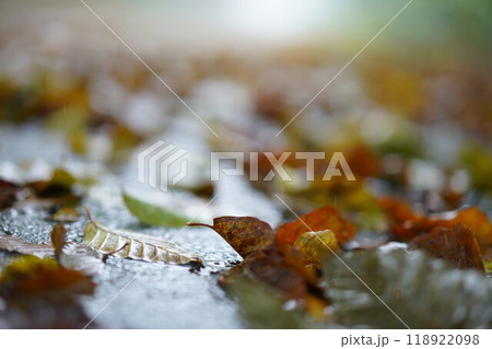 雨後の道に落ちている枯葉 雨後の道に落ちている枯葉 118922098